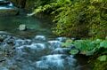 【渓流釣り】10月、シーズンのフィナーレ！  芝川でフライフィッシング・静岡県 2024年の画像001
