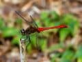 それって本当に赤とんぼ？  意外と紛らわしい赤とんぼについて紹介【あなたのすぐそばにいる「季節の虫」の探し方 vol.23】の画像005