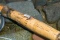 【渓流釣り】県境を流れる深い渓・イワナのライズ狙い！ 「ドキドキ・ワクワク…… 謎解き気分で通った初夏の志久見川」 2022年の画像007