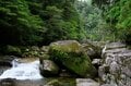 【世界自然遺産・屋久島】樹齢1800年「仏陀杉」に会いに行く！「ヤクスギランド」の吊り橋とエメラルドグリーンの清流を巡る1時間20分ライトトレッキングの画像010