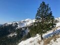 雪の「竜ヶ岳」絶景！  山頂エリアに広がる「白い牧場」＆ご当地樹氷アート「白羊」とは！？  年末年始「鈴鹿セブンマウンテン」ハイキングレポの画像001