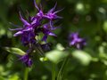 秘境のお花畑！　花の百名山　中央アルプス、三ノ沢岳の画像006