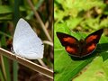 「冬のチョウは分厚い緑の葉の裏にいる」虫たちの厳しくもたくましい越冬【あなたのすぐそばにいる「季節の虫」の探し方 vol.1】の画像001