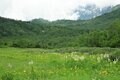 【花便り】高層湿原でお花見トレッキング！  木道ギリギリまで咲き誇るニッコウキスゲやコバイケイソウの中を歩こう！【長野県栂池自然園】の画像005