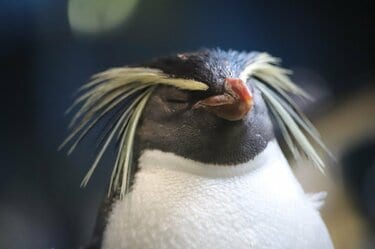環境で違う「ペンギンの寝る姿」 腹ばい＆4秒“マイクロスリープ法”も