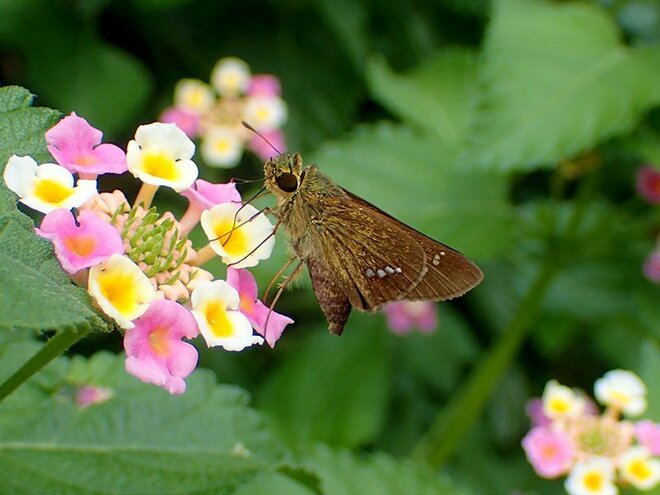 「この虫はガ？ それともチョウ？」 秋に花壇で見られる ”地味” な虫に注目【あなたのすぐそばにいる「季節の虫」の探し方 vol.11】の画像001