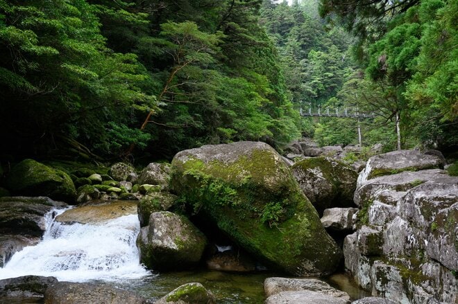 【世界自然遺産・屋久島】樹齢1800年「仏陀杉」に会いに行く！「ヤクスギランド」の吊り橋とエメラルドグリーンの清流を巡る1時間20分ライトトレッキングの画像010