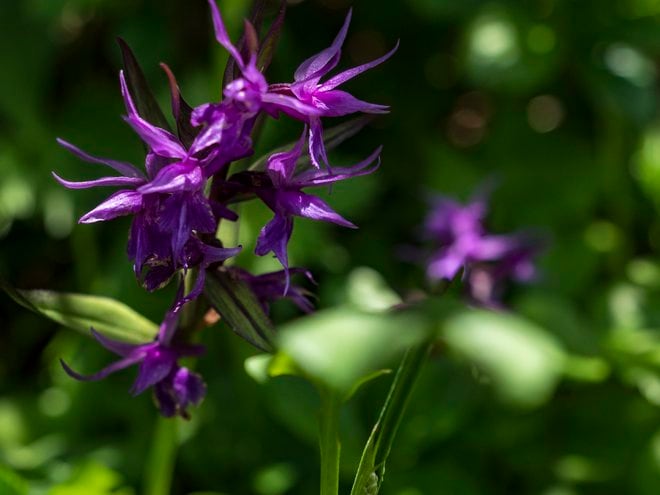 秘境のお花畑！　花の百名山　中央アルプス、三ノ沢岳の画像006