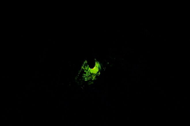 ライトを消せばホタルが宙に舞うグリーンの光！  川のせせらぎと幻想の世界「かたの里山ホタルハイク」へ【里山アドベンチャー！ソトアソ日和 vol.4】の画像001