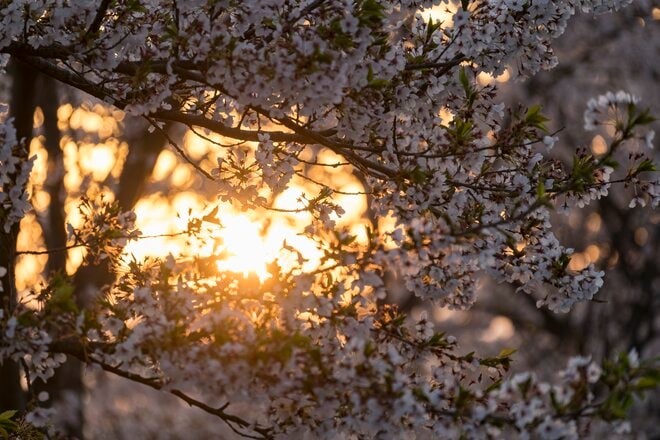 桜の開花ラッシュ直前！ 「心に残る“サクラ”写真を撮るために」“プロが教える ”違いが出る！撮影ひと工夫【2022年】の画像011