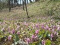 【お花見ハイキング】ヤマザクラとカタクリの共演！ 豪雪地にも遅い春がやってきた〈新潟県・上越市〉2022年の画像003