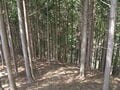 【山と不動産】「自分の山を買うということ」実際に山を買うとは、一体どのようなことなのだろうか？の画像002