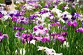 梅雨空の絶景！  東京23区に咲く花菖蒲の4名所「堀切菖蒲園」「水元公園」「小岩菖蒲園」「しょうぶ沼公園」で江戸の風流を感じる【東京都・葛飾区/江戸川区/足立区】の画像004