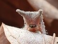 【萌え・コアラ顔にキュン！ 】坊主めくり？ 神経衰弱？ 「 思わず熱くなる真冬の昆虫探し」葉っぱをめくって寒さを吹き飛ばせ！の画像018