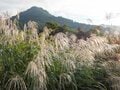 「新ルート通行可能です 」紅葉シーズン直前！ 「秋山は特に人気！」日本百名山・雨飾山の登山道整備  2022年9月【妙高戸隠連山国立公園】の画像001