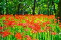 この世とは思えない美しさ「曼殊沙華」 国内最大級の500万本の彼岸花が“巾着田”に咲きほこる【埼玉県・日高市】