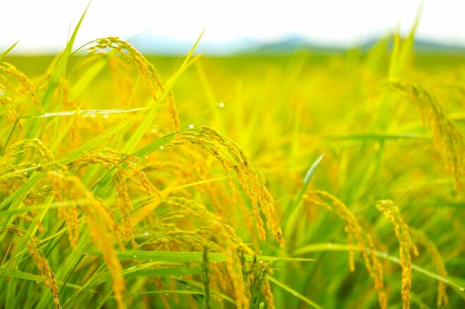 【絶景】“夏と秋の狭間、山里の美景”  田園パッチワークの眺めが見事！ 「山本山」 新潟県小千谷市｜2026年の画像008