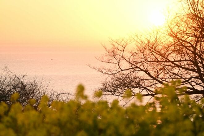 【花巡り】ひと足先に春を満喫！ 16万本の菜の花とドドーンと聳える雪の富士山「冬の暖かい日差しを浴びて楽しめる好展望の名所2選」 今年の運勢はいかに   神奈川県｜2026年の画像002