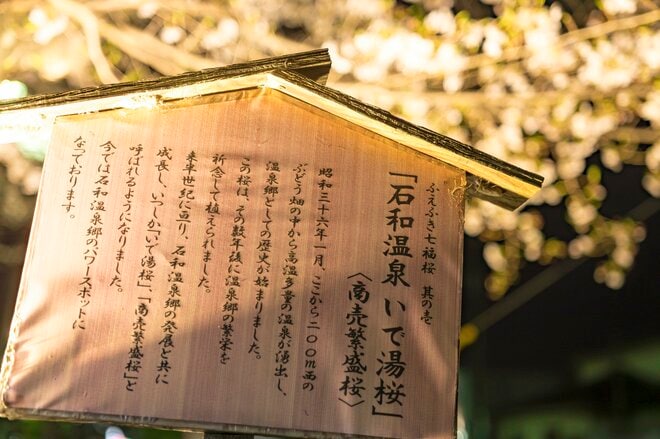 昼と夜は別世界！ 日常を忘れる石和温泉の「さくら温泉通り」の桜並木が圧巻！  山梨県笛吹市・2022年の画像006