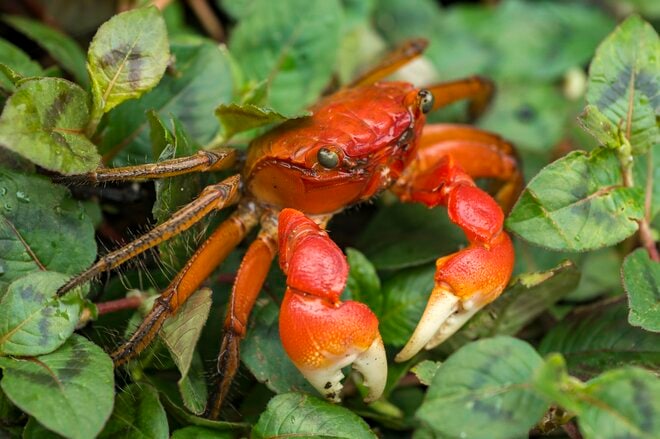【鹿児島県】憧れのフラットシャロー！  フライフィッシングと昆虫観察、トレッキングを満喫した「奄美大島」トリップ   2025年の画像006