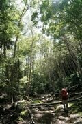 【富士山の次に登る山 vol.2】登山の魅力はムゲン大「美林を楽しむ山歩き」 上高地・甲武信岳・北八ヶ岳の画像006