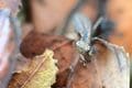 日本最小のカマキリ「ヒナカマキリ」 顔はキュートだけど威風堂々！ “秘密兵器”を持ち込むも、出会いは意外な場所だった【三浦半島】2024年の画像011