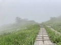 楽しいのは景色だけじゃない！  雪解けと共に始まる、高山植物の「開花ラッシュ」 登山に行くなら見なきゃ損する「高山植物」5選の画像008