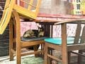 美しい沖縄の風景と琉球島猫「フォトセレクション」すべての島猫たちへの敬意と感謝を込めて【琉球島猫百景 vol.21「琉球弧の島猫たち」沖縄県】の画像004