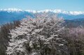 【こんな贅沢な山は他にない！】お花見ハイキングの名所「光城山」のお出かけ前に押さえるべきポイント解説の画像014