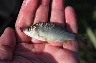 秋の風物詩「ハス田」のホソで “柿の種サイズ”「小ブナ」釣り！  開始わずか10秒でヒット「数釣り3時間」の結果は？【茨城県・霞ヶ浦】