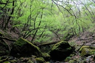 ＜4月末の御岳山レポート＞都心からすぐ。苔むした岩が美しい新緑のロックガーデン～宿坊ランチで異空間へ小トリップ！