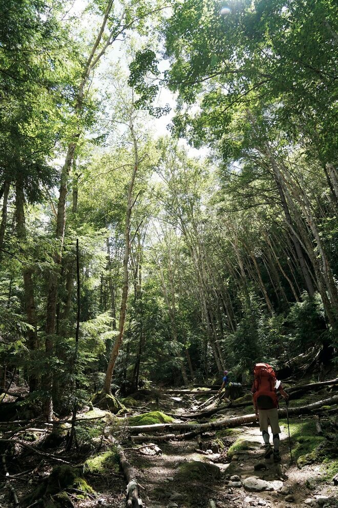 【富士山の次に登る山 vol.2】登山の魅力はムゲン大「美林を楽しむ山歩き」 上高地・甲武信岳・北八ヶ岳の画像006