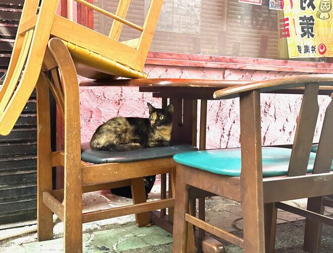 美しい沖縄の風景と琉球島猫「フォトセレクション」すべての島猫たちへの敬意と感謝を込めて【琉球島猫百景 vol.21「琉球弧の島猫たち」沖縄県】の画像004