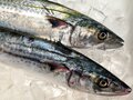 魚たちも「食欲の秋」！？ 「釣果ハイシーズン」のワケと「狙いたい魚種」3選！【秋の海釣り攻略ガイド】の画像004