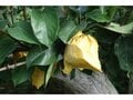 【アウトドア豆知識】＜梨の生産量の第3位は栃木で、第2位は茨城…気になる第1位は？＞「今が旬のフルーツ」美味しい“梨”は品種で選ぶのが近道です！の画像004
