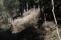 まだ間に合う「首都圏近郊のお花見登山ルート」GWにもおすすめな西丹沢・畦ヶ丸山の開花状況の画像008