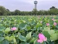 太古の眠りからの目覚め「12万株のハスの大輪が見頃」＆田んぼアートも【古代蓮の里】2023年・埼玉県行田市の画像010