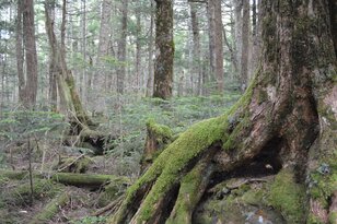 アクセス抜群！  神秘の苔むす森にたたずむ「白駒池」＜北八ヶ岳＞