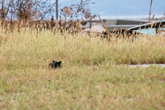 アート、ときどき島猫。男木島・女木島・豊島【「瀬戸内トリエンニャーレな旅（前編）」琉球島猫百景 vol.21〈特別編〉】の画像003
