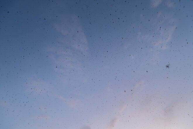 【バードウォッチング】必見！ 古都・平城宮跡の夕焼けに舞う6万羽のツバメ  “日本最大級”のねぐら入りに460人が魅了された！  奈良県｜2026年の画像007
