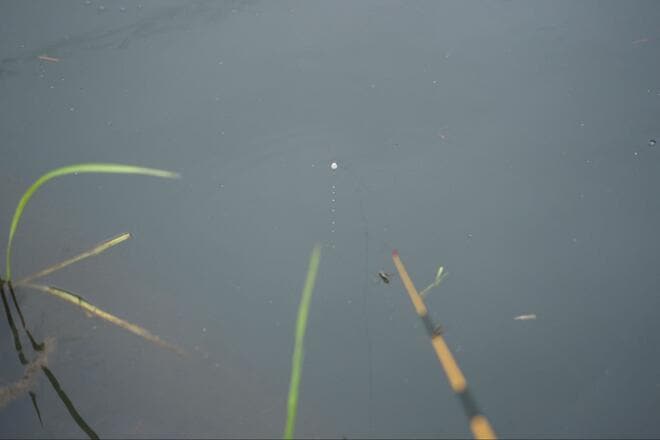 【小さくても深い、タナゴ釣りの世界】「名人のカスタマイズ針」 釣果に驚愕！  アタリ数は同じでも… 差がついた掛かり＆サイズ「市販針と比較」検証レポの画像003