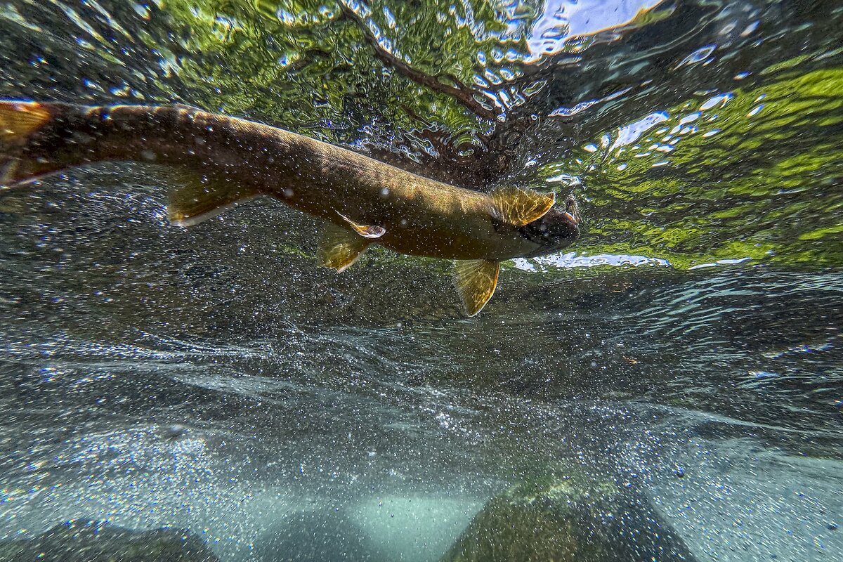 ▽希少 渓流釣り 5冊セット みちのく源流行 源流の岩魚釣り 関