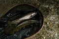 【渓流釣り】「春が訪れたばかりの美渓はパラダイス！ 入れ食い状態」 今季、山岳渓流一発目の“フライフィッシング”   長野県・2025年の画像005