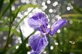 梅雨空の絶景！  東京23区に咲く花菖蒲の4名所「堀切菖蒲園」「水元公園」「小岩菖蒲園」「しょうぶ沼公園」で江戸の風流を感じる【東京都・葛飾区/江戸川区/足立区】の画像006