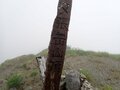 【花の百名山】固有種の花を見るために、林道ゲートオープンと共に夕張岳へ！  2025年・北海道の画像007