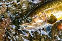 【渓流釣り】北信濃の山奥で源流フライフィッシング！ 「美しい渓で天然イワナに出会う夏」 長野県・栄村