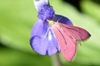 「これでも蛾！？」 ショッキングピンクのハート型昆虫は “思わず二度見” の美しさ 【北米産まれの新参者は、早くも全国展開の大進出！！】 花壇のブルーサルビアに注目！  2024年
