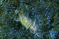 【渓流釣り】「すぐ上流、下流では釣れるのに……」 魅惑のポイントが連続でも、なぜか釣れない謎の区間   長野県・2025年
