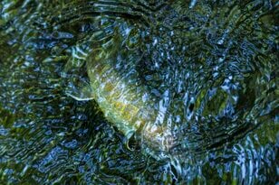 【渓流釣り】「すぐ上流、下流では釣れるのに……」 魅惑のポイントが連続でも、なぜか釣れない謎の区間   長野県・2025年