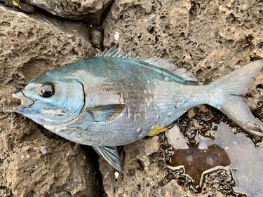 磯釣り 外道中の外道 不名誉すぎる異名の 嫌われ魚 イスズミを 3種の調理法で食べてみた結果 とは アクティビティ ニュース Bravo Mountain